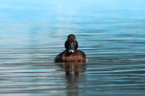IMG_4950-crop