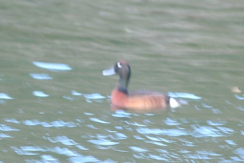 IMG_3358-crop