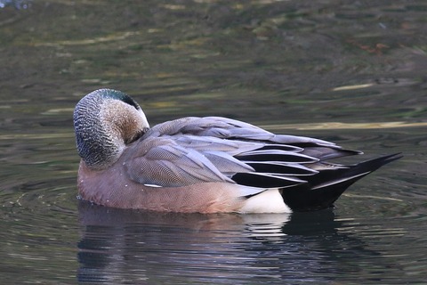 IMG_1581-crop