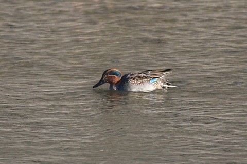 IMG_7191-crop