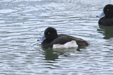 IMG_6254-crop