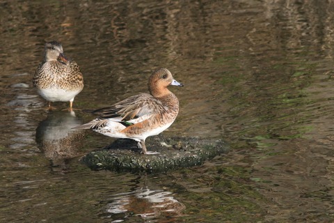IMG_9242-crop