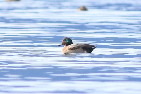 IMG_2007-crop