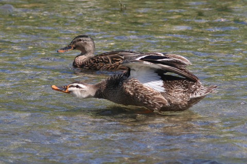 IMG_1594-crop