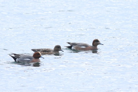 IMG_3147-crop