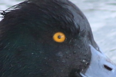 IMG_6276-crop