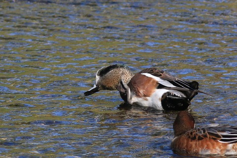 IMG_5339-crop