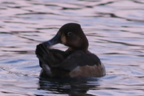 IMG_9268-crop