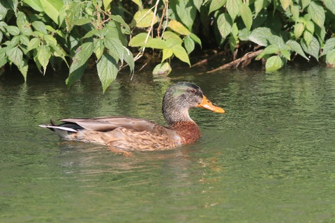 IMG_7051-crop