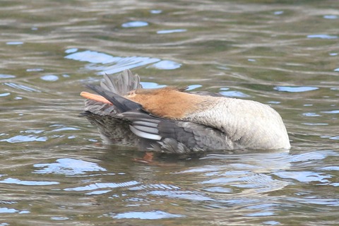 IMG_9576-crop