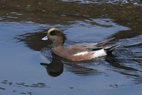 IMG_7141-crop