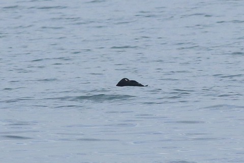 IMG_0915-crop