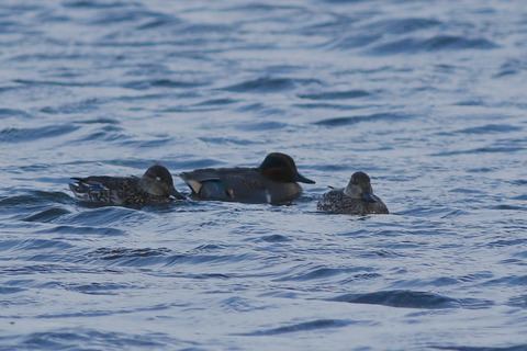 IMG_3172-crop