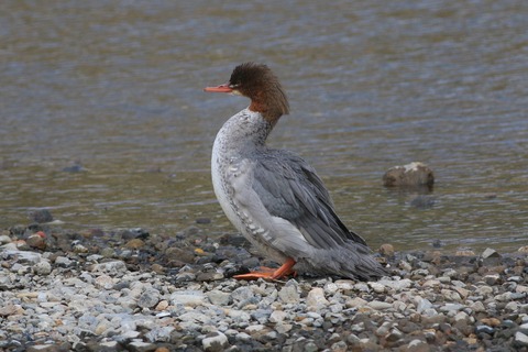 IMG_2291-crop
