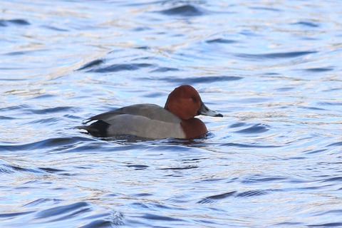 IMG_4416-crop