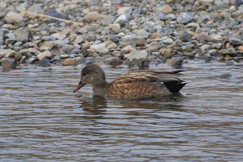 IMG_0625-crop