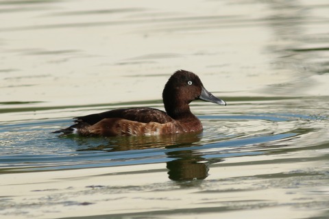 IMG_4936-crop