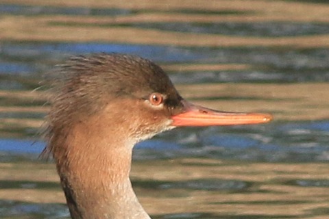IMG_6474-crop
