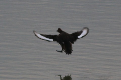 IMG_5287-crop
