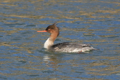 IMG_6495-crop