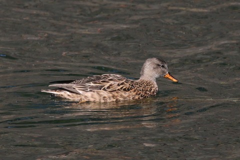 IMG_7809-crop