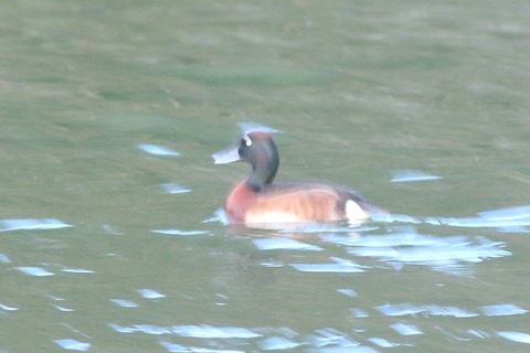 IMG_3364-crop