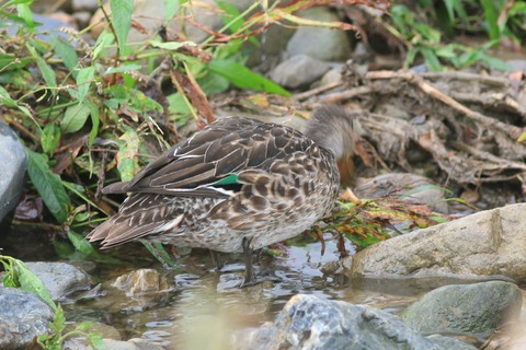 IMG_5810-crop