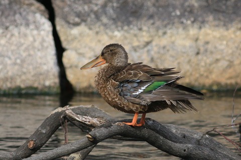 IMG_1060-crop