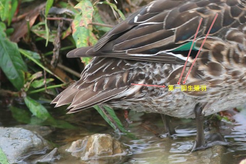 IMG_5811-crop