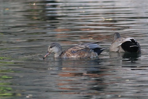 IMG_9270-crop