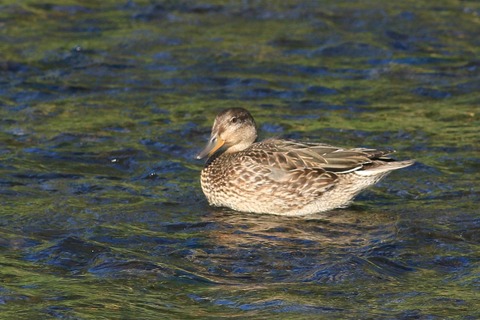 IMG_4226-crop