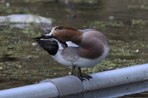 IMG_6198-crop
