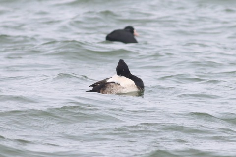 IMG_6010-crop