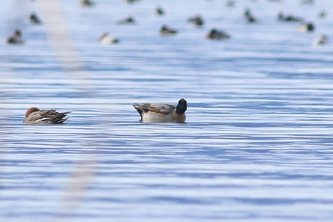IMG_1978-crop