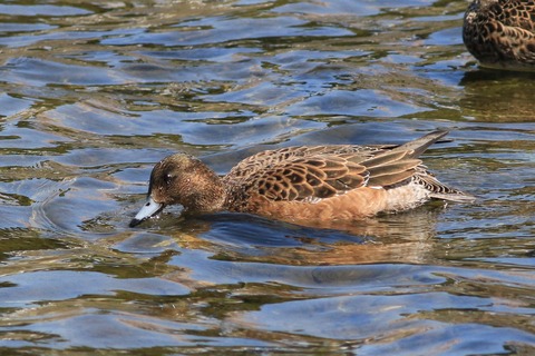 IMG_8370-crop