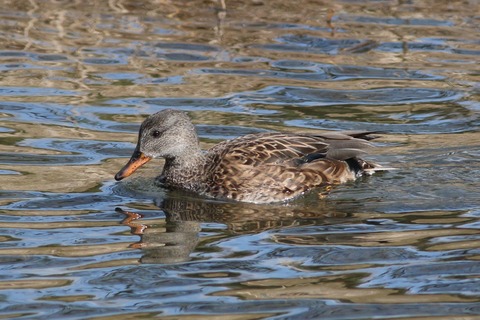 IMG_5202-crop
