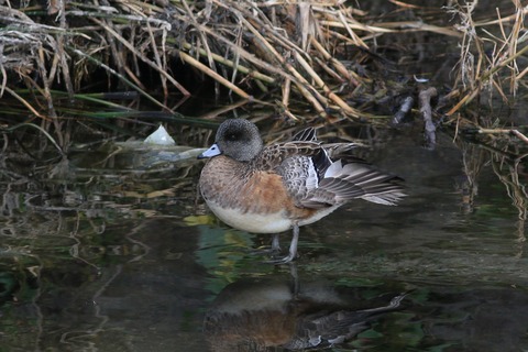IMG_9739-crop