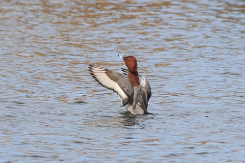 IMG_3969-crop