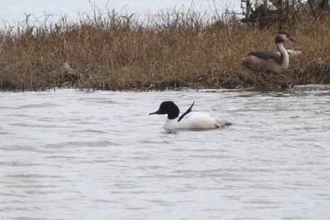 IMG_8285-crop