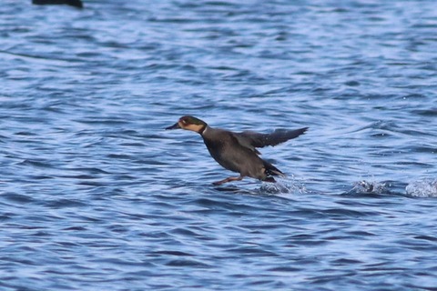 IMG_8598-crop