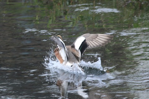 IMG_7152-crop