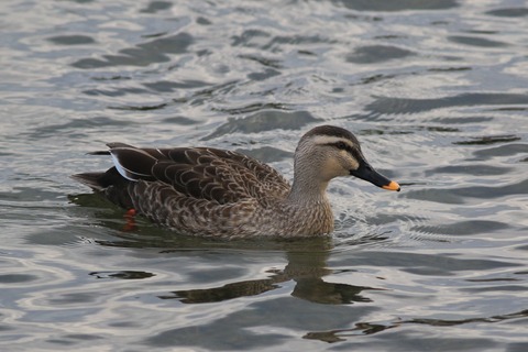 IMG_0367-crop