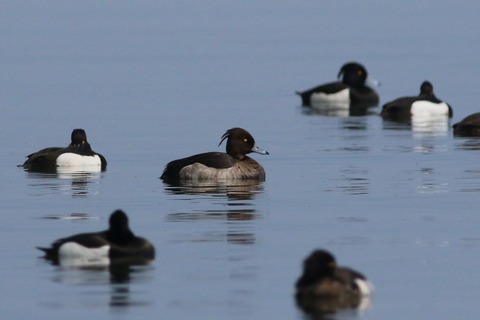 IMG_9597-crop