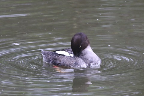 IMG_0616-crop
