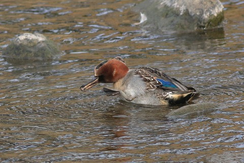 IMG_1453-crop
