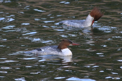 IMG_5024-crop