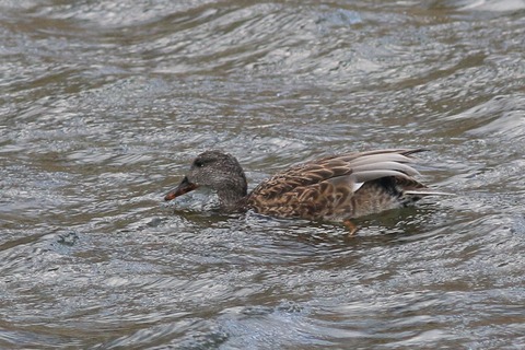 IMG_7582-crop