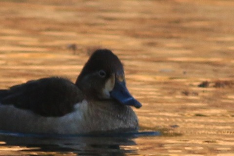 IMG_8874-crop