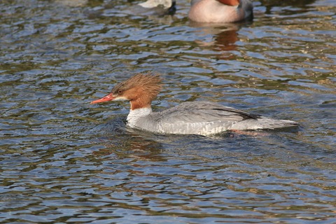 IMG_9339-crop