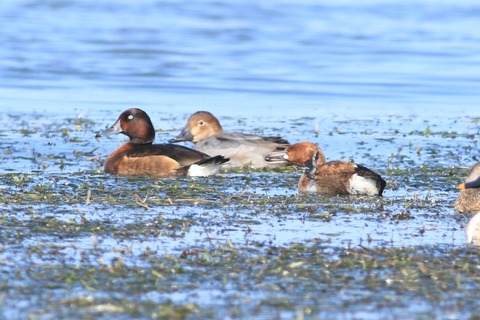 IMG_9936-crop